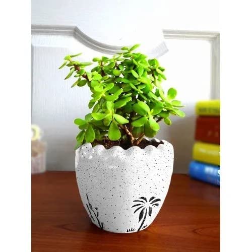 Cloud Farm Jade Plant Good Luck Indoor Plants for Home & Office Desk CF_49 (B0BGFMX26Y) Amazon Price History, Amazon Price Tracker