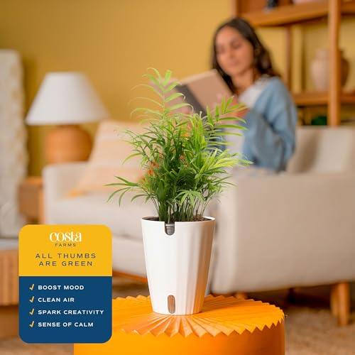 Image of Costa Farms Parlor Palm Live Plant in Plastic Pot, Air Purifying Indoor Houseplant, Perfect for Home, Room, or Office Decor, Great House Warming or Birthday Gift, 14-18 Inches Tall
