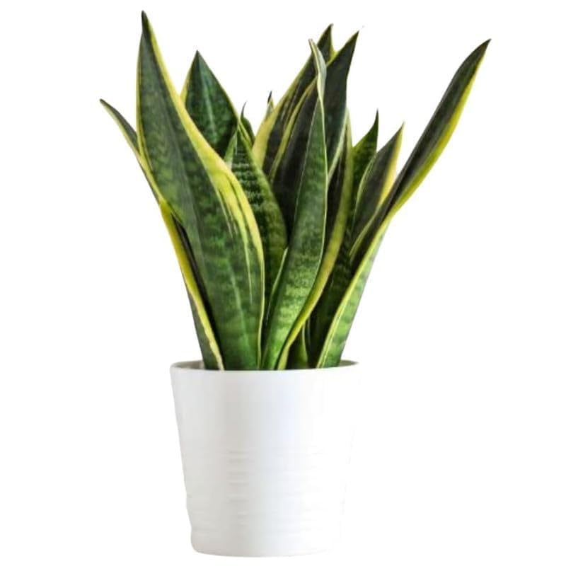 GOOD HOMES INDIA Snake Plant | Snake Plant indoor Live Plant | Snake Plant With Pot | Good Luck Snake Plant | indoor Pants Pots | Desi Gardener Snake Plant | Good Luck Snake Plant | Snake Plant indoor (B0CJJLS2C1) Amazon Price History, Amazon Price Tracker