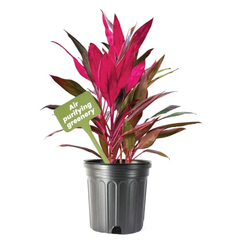 American Plant Exchange Ti Plant 'Sister' – 10-Inch Pot – Live Easy Care Indoor Houseplant, Air-Purifying, Bright Light Tropical Plant for Home, Garden Patio Decor