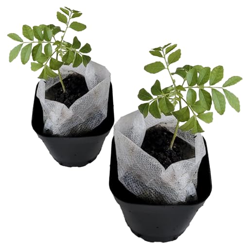 Curry Leaf Plant. Live Plant. Fragrant Beautiful Edible. Easy Grow. Indian Cooking Must Have. Murraya Koenigii. (2 Cups)