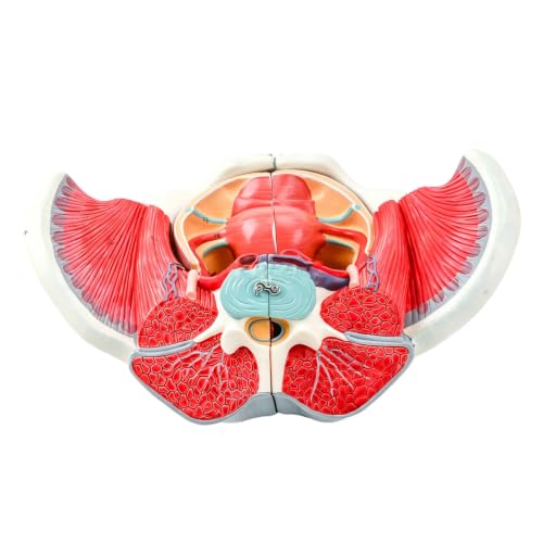 Modelo de pelvis femenina para talleres de salud y docencia