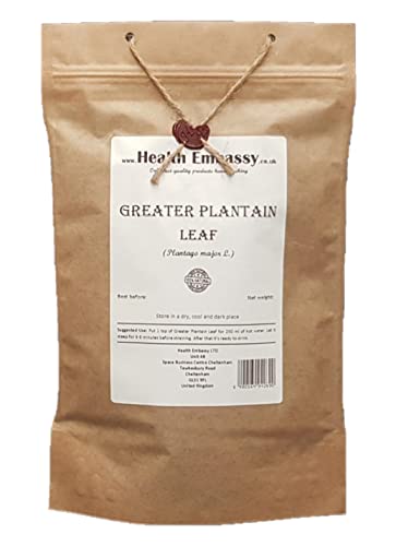 Greater Plantain Leaf (Plantago major)
