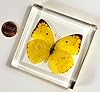 2.9" Real Lemon Emigrant Butterfly in Crystal Clear Lucite Resin Specimen Preserved Catopsilia Pomona Taxidermy Crafts Collection for Biology Science Education Paperweight Display Supplies #4