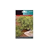 Semillas para Cultivar Orégano en Casa Semillas Orégano Fácil Germinación