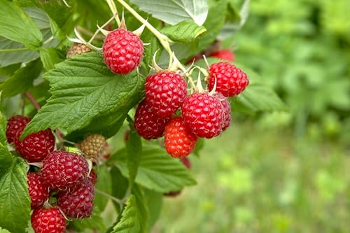 Red Raspberry Plants to Grow - Easy to Grow Rooted