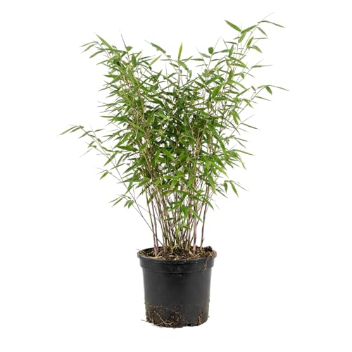 Bloomique – Fargesia nitida Gansu – Bambuspflanze – Nicht invasiv – Winterhart – Immergrün – Heckenpflanze – Gartenpflanze – 50–70 cm hoch – Topf 17 cm