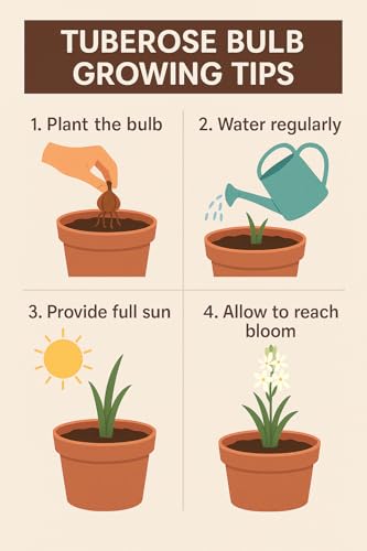 Image of Live Green Flower Bulb Tuberose /Rajnigandha Single /Double Petal Fragrance For Home Gardening (Pack Of 2 Bulbs with 1 Free Rain Lily Bulbs)
