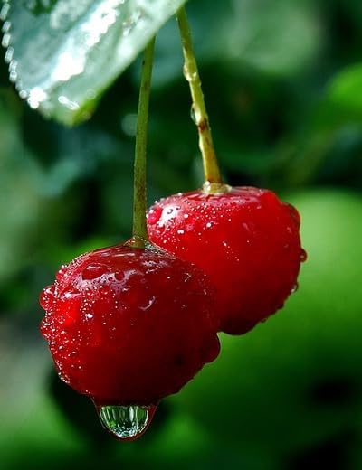 Anjali Plants Foundation Red Barbados Cherry Plant Live Grafted/Air Layered Height 2-3 Feet Cherry Plant Tree Sweet Dwarf Variety Cherry Blossom Plant Live For Home Garden. (B0D96HFCG4) Amazon Price History, Amazon Price Tracker