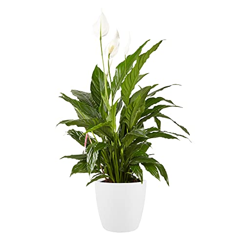 Plante d'intérieur de Botanicly – Fleur de lune – Hauteur: 100 cm – Spathiphyllum Sweet Lauretta