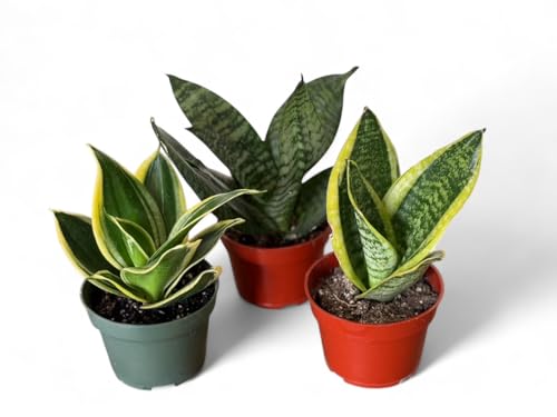 3-Pack Sansevieria Snake Plants Assorted in 4 inch Pot. Live...