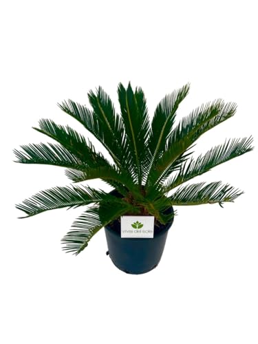 Pianta da esterno che predilige ambienti soleggiati o leggermente ombreggiati, sopporta anche le temperature basse ma non per lunghi periodi. Consigliamo di annaffiarla solo quando il terreno è ben asciutto.Ricresce dal ceppo se il fogliame è danneggiato dal freddo