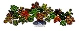 Fat Plants San Diego Miniature Rosette Succulent Cuttings (25)