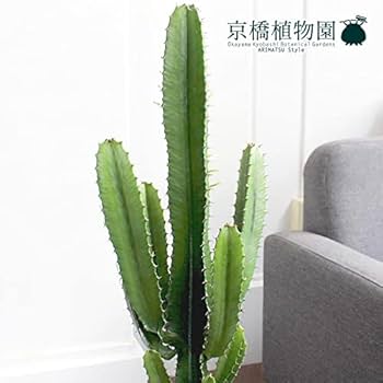 【引取り限定】　サボテン　大雲閣180cm 引取り限定】 サボテン 大雲閣180cm 2025年最新】大雲閣の人気