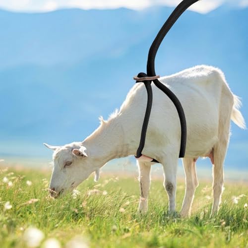 Image of Goat Harness For Walking - Washable Goat Leash And Accessories - Livestock Supplies