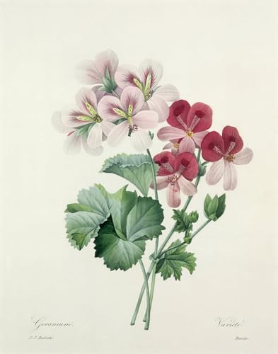 Art mural moderne géranium Pierre Redouté pour habiller un grand mur vide blanc 60x90cm