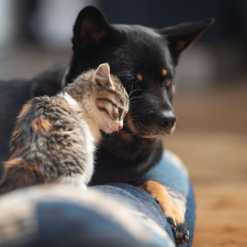 Bilan carbone des animaux de compagnie : impact r&eacute;el et solutions pour le r&eacute;duire