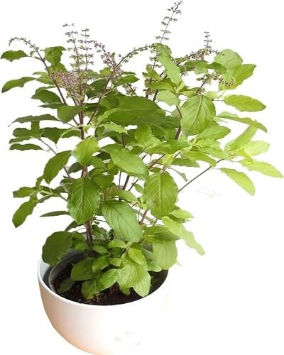 95Pcs Green Krishna Tulsi Plant Seeds