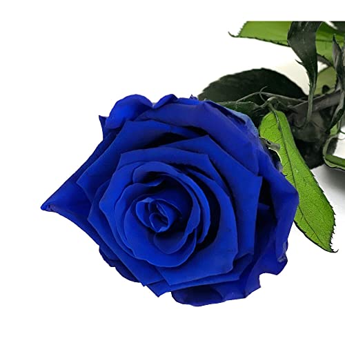 Mundo Eterno Garden Center Shop Rosa Preservada 35 cm Azul Oscura | Natural 100% | Sin Agua ni Mantenimiento | Rosa Eterna para Regalo y Decoración