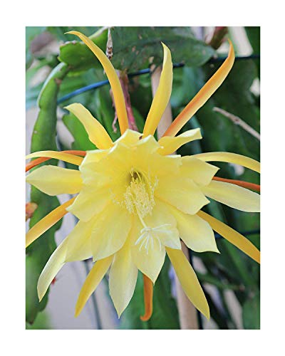 Epiphyllum Orchid 8-10 Fresh Cutting Plant Queen of The Night Cactus RIC Rac (Yellow (XL))