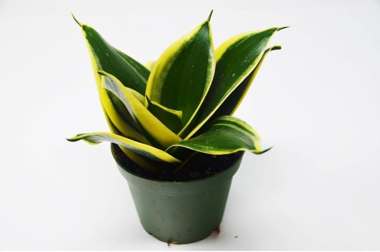 FasanGreen Succulent Snake Plant for Indoor & Outdoor with Grow Bag (Multicolor, 150mm) (GN 817)-image-11