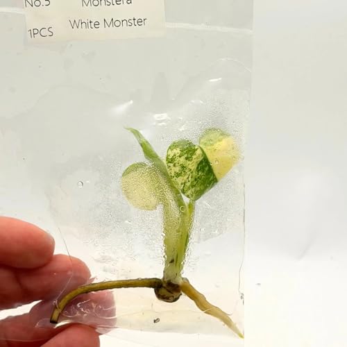 Monstera White Monster Tissue Culture Plant | Monsteras Albo Variegated Plantlet | Indoor Tropical House Plants Gifts | Houseplants (Heat Pack Included)