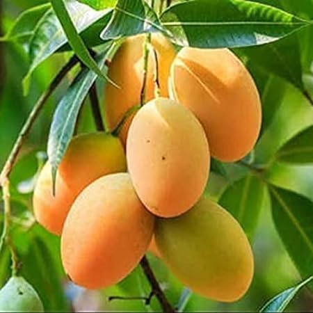 Amrapali Mango Plant/Hybrid Mango (Aam) Tree (Grafted) – Live Sweet Fruit Plant for Home Garden, Terrace, Balcony, Organic Farming | Dwarf Mango/Aam ka Paudha/आम का पौधा