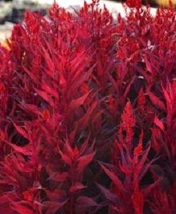 Amazon Com Celosia Dragons Breath 100 Seeds Patio Lawn Garden
