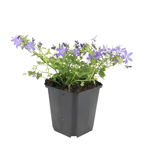 Trendyplants Campanula poscharskyana 'Stella' - 6 piante - Campanula - Rustico - Altezza 10-25 cm - Dimensione del vaso Ø9 cm
