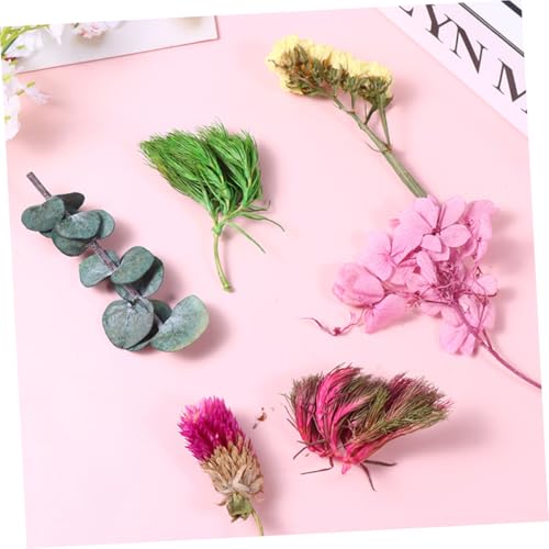 6 cajas flores secas naturales para manualidades miniatura 3