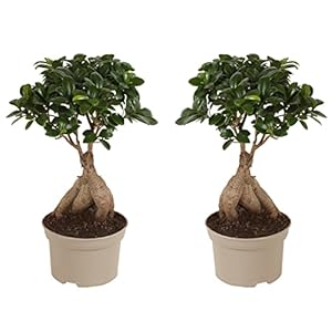 Plant in a Box – Ficus Ginseng – Set van 2 – Japanse Bonsai Kamerplanten – Pot 12cm – Hoogte 30-40cm