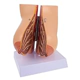 MAGICLULU Medizinisches Brustmodell Anatomisches Weibliches Brust Lehrmodell Für Pflege Medizinstudenten Realistisches Haltbares Display Für Anatomieunterricht Und Gesundheitsbildung