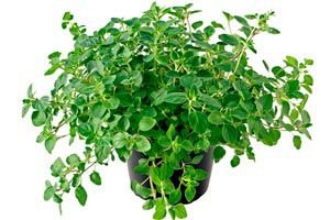 Orégano Planta Natural Pequeña Con Maceta - Planta Aromática y Culinaria