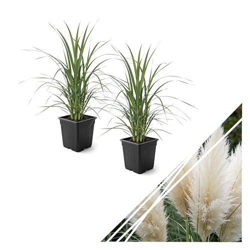 Live Ornamental Pampas Grass (Cortaderia selloana) - White (2 Pack) - Perennial Accent Plant - 10 Tall by 5 Wide in 1.5 Qt Pot