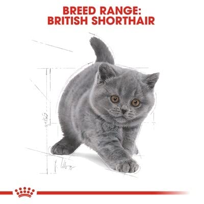 Royal Canin Kitten Food - British Shorthair Complete Food 2Kg product thumbnail 4