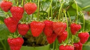 kitchen garden hub strawberry seeds pack of 50 seeds (B082P5J1ZW) Amazon Price History, Amazon Price Tracker