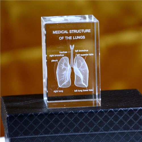 Image of Haobase 3D Crystal Anatomical Model Set, Heart Brain Teeth Skeleton Lungs, 2x2x3 inches, Medical Office Decor (Lungs)
