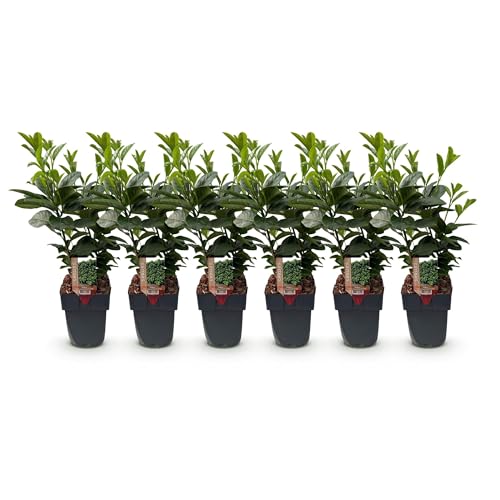 GreenboutiQ - Plantes de haie - Prunus laurocerasus Etna - feuillage vert - 6 plantes - 1 mètre linéaire - persistant - pot de 17 cm de hauteur 50 cm