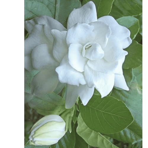 Image of Gardenia Gandharaj Live Plant with Pot | Fragrant White Flowering Plant for Home Garden Balcony Terrace | Natural Air-Purifying Ornamental Plant | Indoor Outdoor Decorative Plant ? Pack of 1