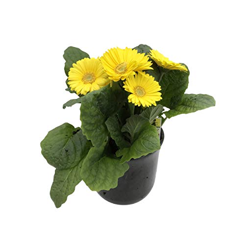 8" Yellow Gerbera Daisy - Deco Pot 8" Yellow Gerbera Daisy - Deco Pot