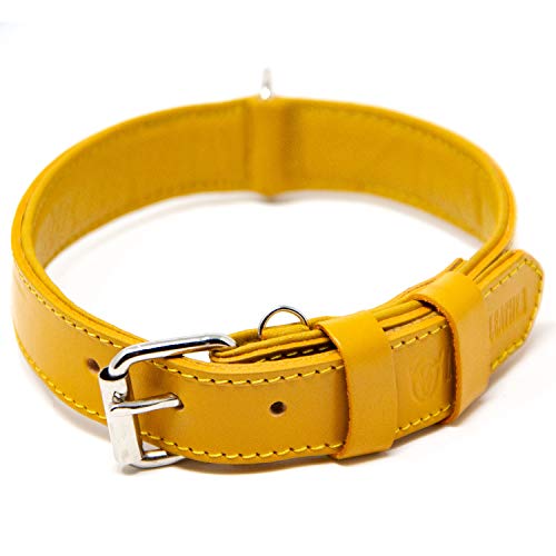 The Best Full Grain Padded Leather Collar for Your Dog - Logical Leather Dog Collar