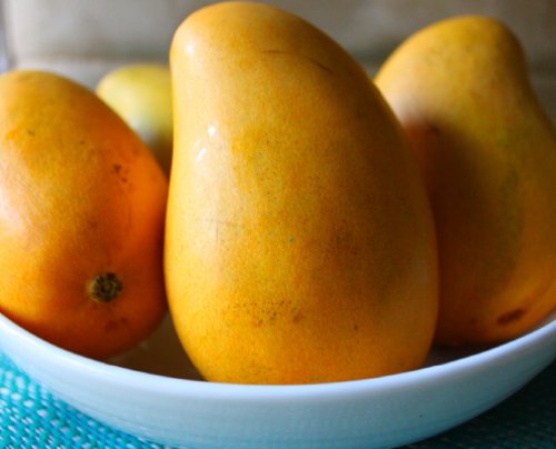 Ataulfo Mango - Mexican Mangoes