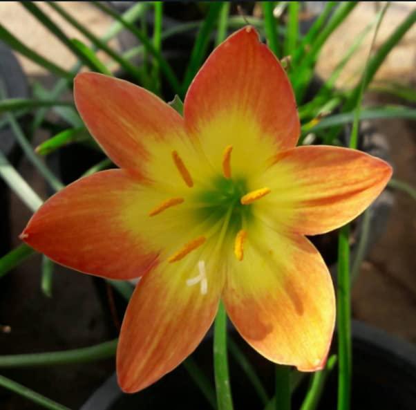 URBAN GARDENS® Rain Lily Bright Eye Imported (Pack of 1 Bulb) (B0B1JB2C4B) Amazon Price History, Amazon Price Tracker