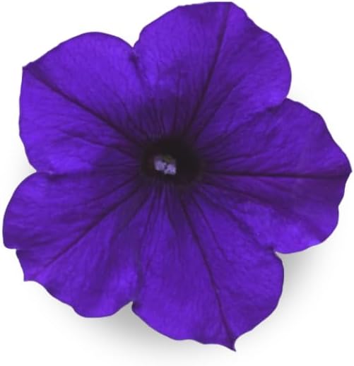 Blue Petunia - Tapones completos de semillas con alimento vegetal - 10 cápsulas para jardines hidropónicos, clic y cultivo, cultivo de lechuga y