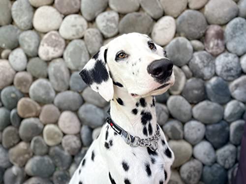 Tuff Pupper Martingale Collar For Dogs | Gentle Nylon & Steel Chain Limited Cinch Design Is Perfect For Training | Dual Leash Attachment Points | Durable Quick Release Buckle | Sizing For All Breeds #TOP7