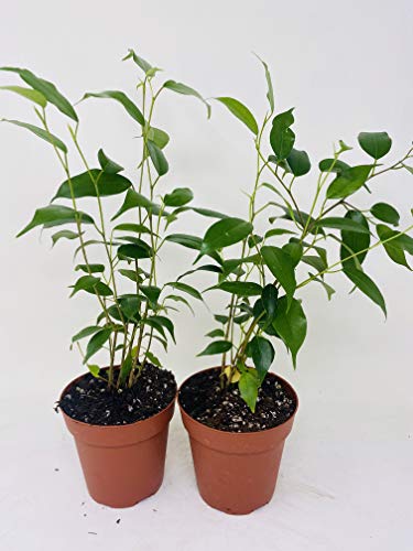 Two Midnight Weeping Fig Tree - Ficus - Great Indoor Tree For Low Light - 4" Pot #TOP19