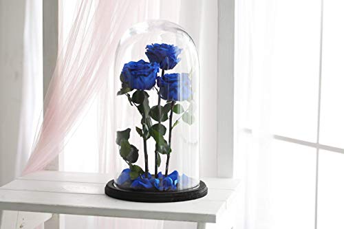 Three Beauty and the beast roses, Live Forever Rose, Enchanted Rose, Rose in glass dome, Forever rose, Rose in Glass, preserved rose, preserved flower, Navy rose