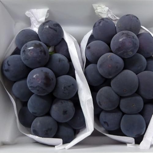 甲州市産 種なしピオーネ 約1kg[2026年8月下旬〜9月下旬頃、順次お届け予定](MG)B-882