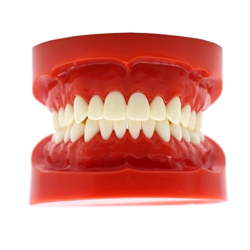 bomaoer Dental Adulto estándar Typodont dientes enseñanza estudio Modelo