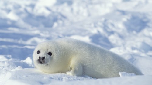 Image of Nat Geo Challenge! Wild Life